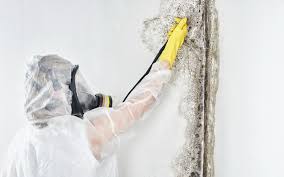 Mold Removal for HVAC Installations in Beaumont, TX